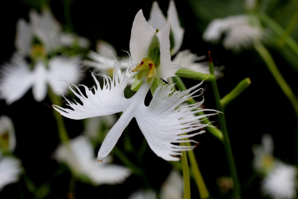 2 Орхидея белой цапли